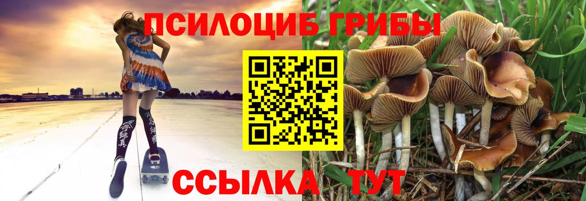 Псилоцибиновые грибы Psilocybine cubensis Зеленокумск